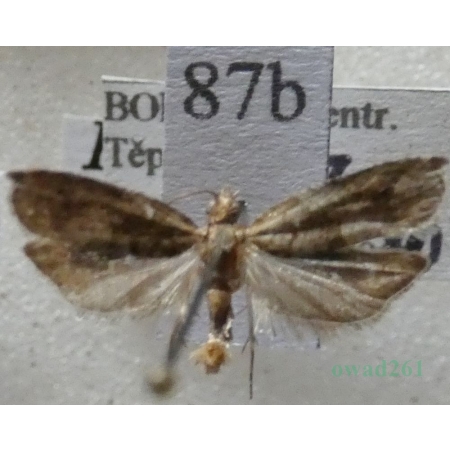 Rhopobota naevana (Hübner, 1817) Czech87b